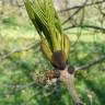 Fotografia 10 da espécie Fraxinus excelsior do Jardim Botânico UTAD