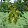 Fotografia 13 da espécie Fraxinus excelsior do Jardim Botânico UTAD