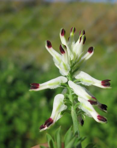 Fotografia de capa Fumaria capreolata - do Jardim Botânico