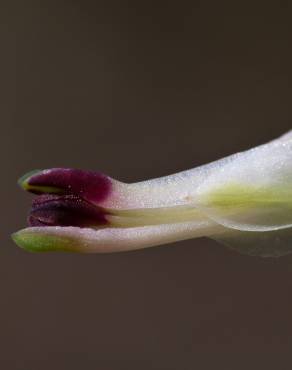 Fotografia 10 da espécie Fumaria capreolata no Jardim Botânico UTAD