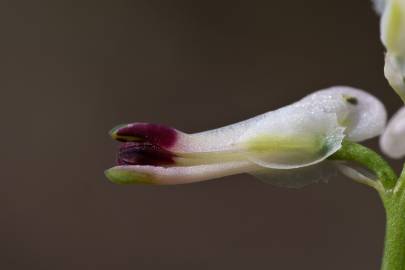 Fotografia da espécie Fumaria capreolata