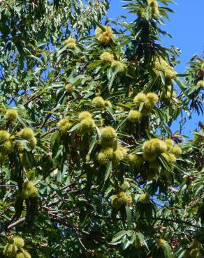 Fotografia 4 da espécie Castanea sativa no Jardim Botânico UTAD