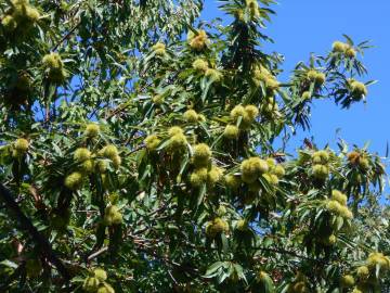 Fotografia da espécie Castanea sativa