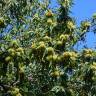 Fotografia 4 da espécie Castanea sativa do Jardim Botânico UTAD