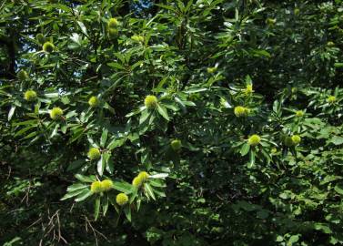 Fotografia da espécie Castanea sativa