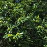 Fotografia 5 da espécie Castanea sativa do Jardim Botânico UTAD