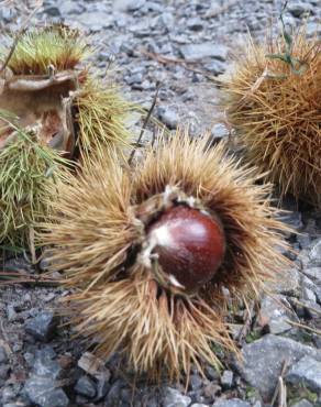 Fotografia 6 da espécie Castanea sativa no Jardim Botânico UTAD