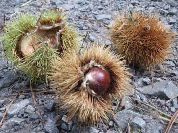 Fotografia da espécie Castanea sativa