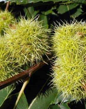 Fotografia 8 da espécie Castanea sativa no Jardim Botânico UTAD