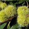 Fotografia 8 da espécie Castanea sativa do Jardim Botânico UTAD