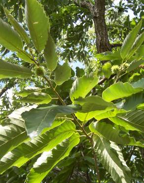 Fotografia 9 da espécie Castanea sativa no Jardim Botânico UTAD