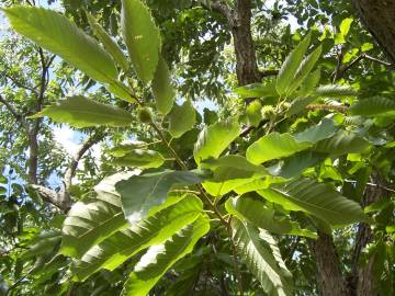 Fotografia da espécie Castanea sativa