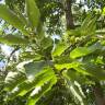 Fotografia 9 da espécie Castanea sativa do Jardim Botânico UTAD