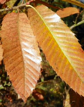 Fotografia 10 da espécie Castanea sativa no Jardim Botânico UTAD