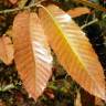 Fotografia 10 da espécie Castanea sativa do Jardim Botânico UTAD