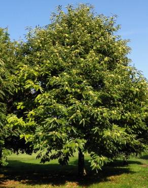 Fotografia 13 da espécie Castanea sativa no Jardim Botânico UTAD