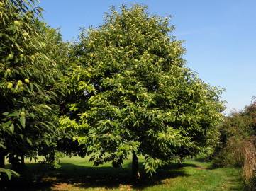 Fotografia da espécie Castanea sativa