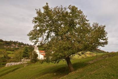 Fotografia da espécie Castanea sativa