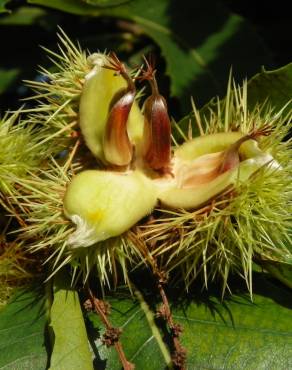 Fotografia 15 da espécie Castanea sativa no Jardim Botânico UTAD