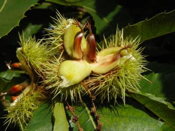 Fotografia da espécie Castanea sativa