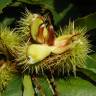 Fotografia 15 da espécie Castanea sativa do Jardim Botânico UTAD