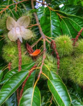 Fotografia 16 da espécie Castanea sativa no Jardim Botânico UTAD