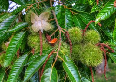 Fotografia da espécie Castanea sativa