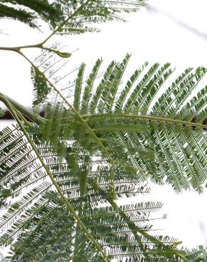 Fotografia 6 da espécie Acacia dealbata no Jardim Botânico UTAD