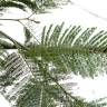 Fotografia 6 da espécie Acacia dealbata do Jardim Botânico UTAD