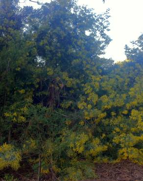 Fotografia 7 da espécie Acacia dealbata no Jardim Botânico UTAD