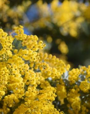 Fotografia 10 da espécie Acacia dealbata no Jardim Botânico UTAD