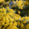 Fotografia 10 da espécie Acacia dealbata do Jardim Botânico UTAD