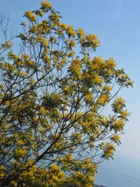 Fotografia da espécie Acacia dealbata