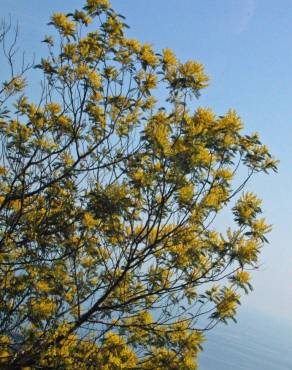 Fotografia 11 da espécie Acacia dealbata no Jardim Botânico UTAD