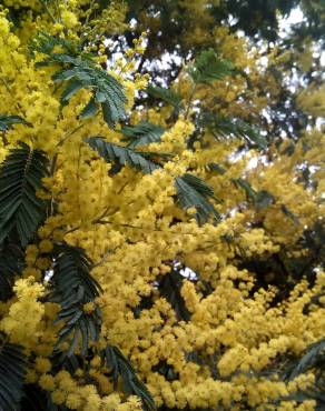 Fotografia 12 da espécie Acacia dealbata no Jardim Botânico UTAD