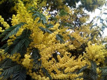 Fotografia da espécie Acacia dealbata