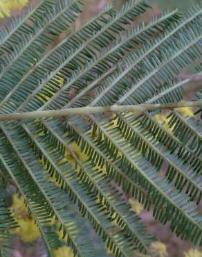 Fotografia 13 da espécie Acacia dealbata no Jardim Botânico UTAD