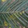 Fotografia 13 da espécie Acacia dealbata do Jardim Botânico UTAD