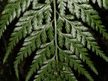 Fotografia da espécie Asplenium onopteris