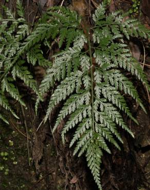 Fotografia 3 da espécie Asplenium onopteris no Jardim Botânico UTAD