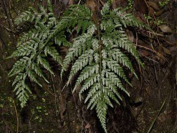 Fotografia da espécie Asplenium onopteris