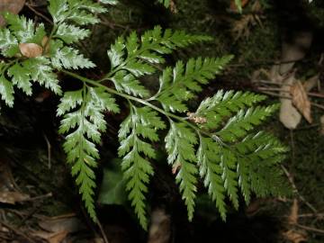 Fotografia da espécie Asplenium onopteris