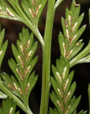 Fotografia 5 da espécie Asplenium onopteris no Jardim Botânico UTAD