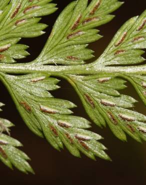 Fotografia 6 da espécie Asplenium onopteris no Jardim Botânico UTAD