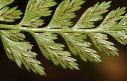 Fotografia da espécie Asplenium onopteris