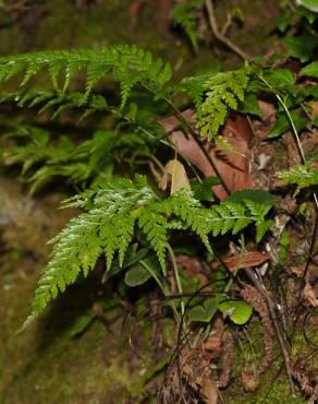 Fotografia 7 da espécie Asplenium onopteris no Jardim Botânico UTAD