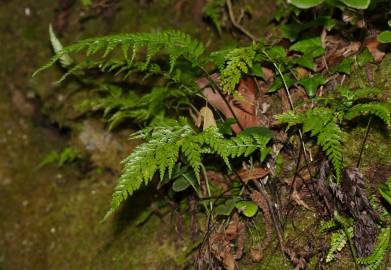 Fotografia da espécie Asplenium onopteris