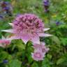 Fotografia 8 da espécie Astrantia major do Jardim Botânico UTAD