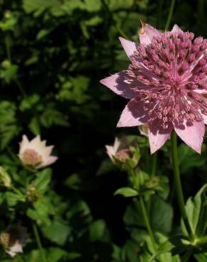 Fotografia 9 da espécie Astrantia major no Jardim Botânico UTAD