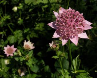 Fotografia da espécie Astrantia major